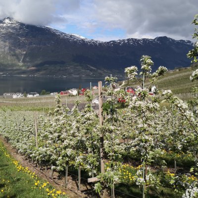 Photo of Hardangerfjord
